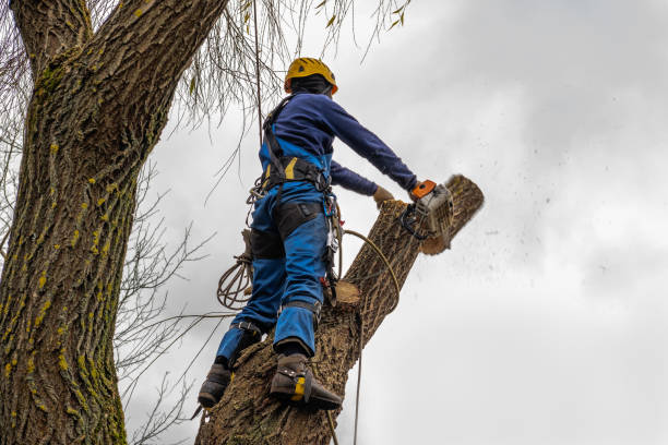 Best Tree Trimming and Pruning  in Fairwood, MD